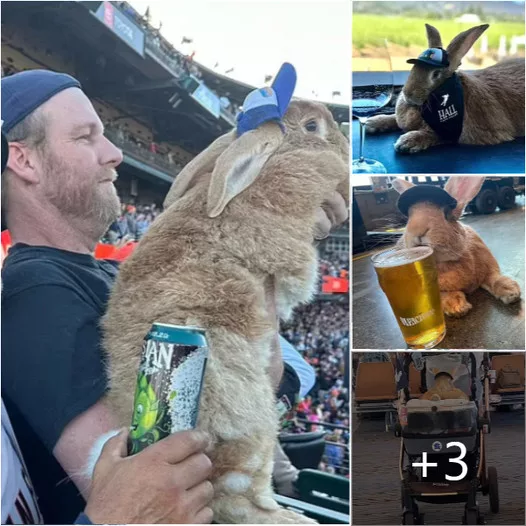 Looking for Love? Meet Alex the Great, the 28lb Therapy Rabbit Making Waves at the Airport!